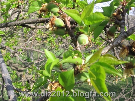 http://s4.picofile.com/file/7735389565/IMG_1065.jpg
