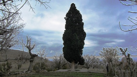 سرو بیزه