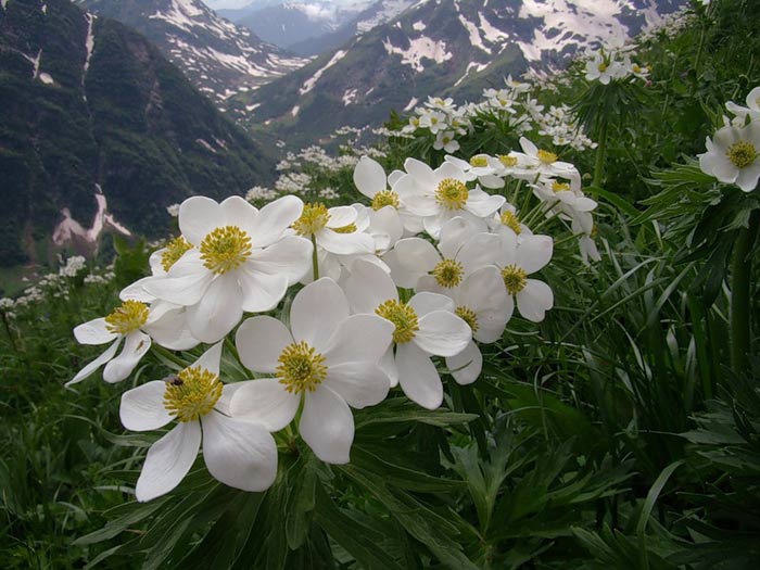 شکوفه