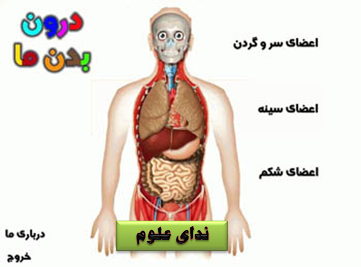 پیوروینت درون بدن