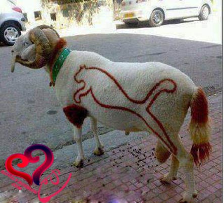Image result for ‫گوسفند خنده دار‬‎