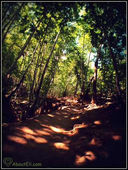 forest
