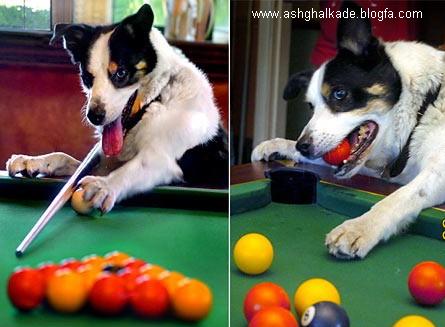  عکس حیوانات بامزه و خنده دار