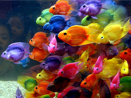 Color_Fish.bmp