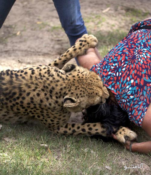 حمله دو یوزپلنگ به یک زن+ تصاویر 1