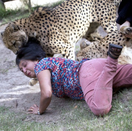 حمله دو یوزپلنگ به یک زن+ تصاویر 1