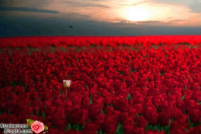 |http://www.atrebaroon.blogfa.com|عکس های عاشقانه|http://www.atrebaroon.blogfa.com|