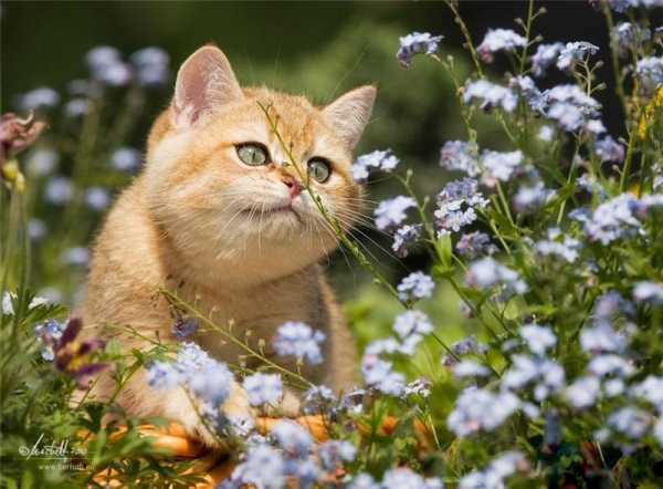 Cats_Love_Flowers_2.jpg