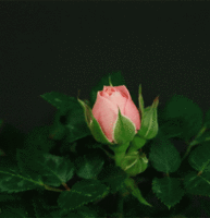 Shabahang's Gifs and Animated of Flowers تصاویر متحرک گل تصاویر متحرک شباهنگ 