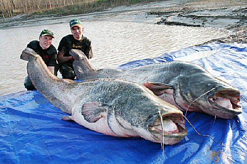 [تصویر: world_record_catfish.jpg]