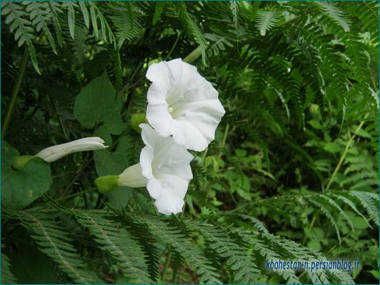 گل پیچک سفید (پاپوی)