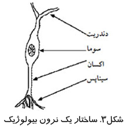 ساختار یک نرون بیولوژیک