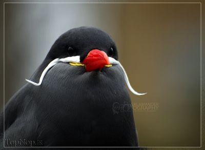 پرنده ای که سبیل دارد