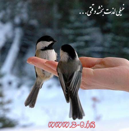 http://s4.picofile.com/file/7806075157/Lezzat_Bakhsh.jpg