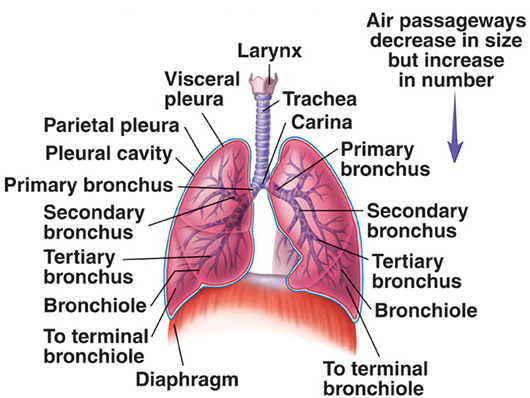دستگاه تنفسی انسان