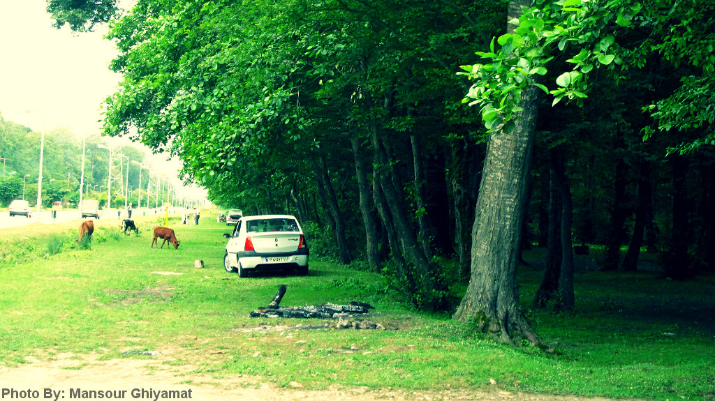 عکس طبیعت زیبای شمال
