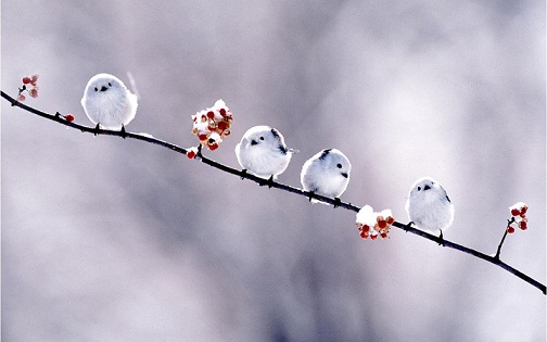 short_bird_wallpaper.jpg