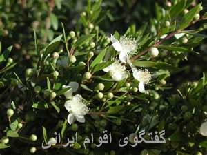 گفتگوی اقوام ایرانی