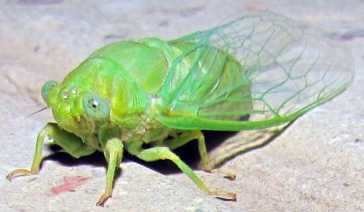 تو زندگی ات الهی سوسک نشی!