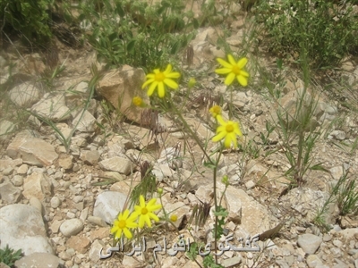 گفتگوی اقوام ایرانی