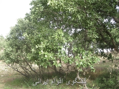 گفتگوی اقوام ایرانی