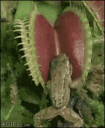 http://s4.picofile.com/file/7843839886/Venus_flytrap_frog.gif