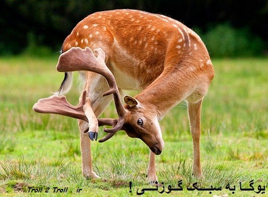 ترول