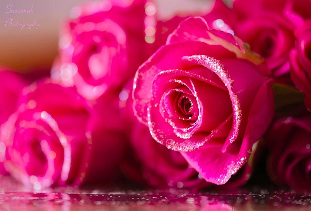 itm_beautifull_roses_profile_pictures2013_03_27_07_08_15_1.jpg