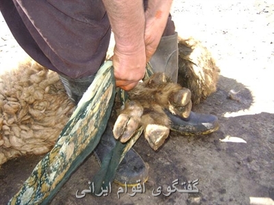 گفتگوی اقوام ایرانی