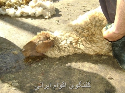 گفتگوی اقوام ایرانی