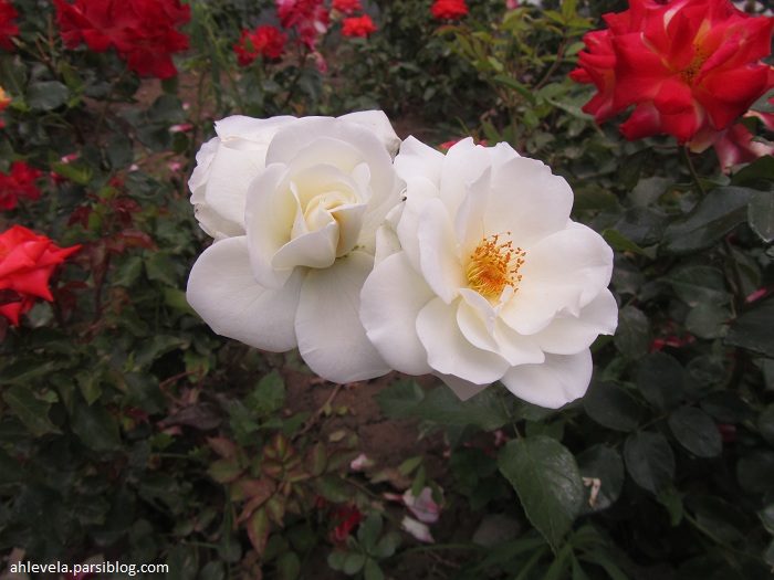 دو گل سفید