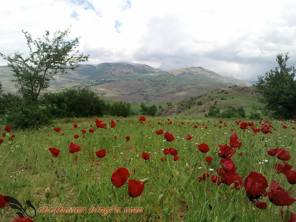 چلكاسر