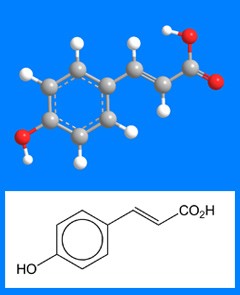 p_Coumaric_acid.jpg