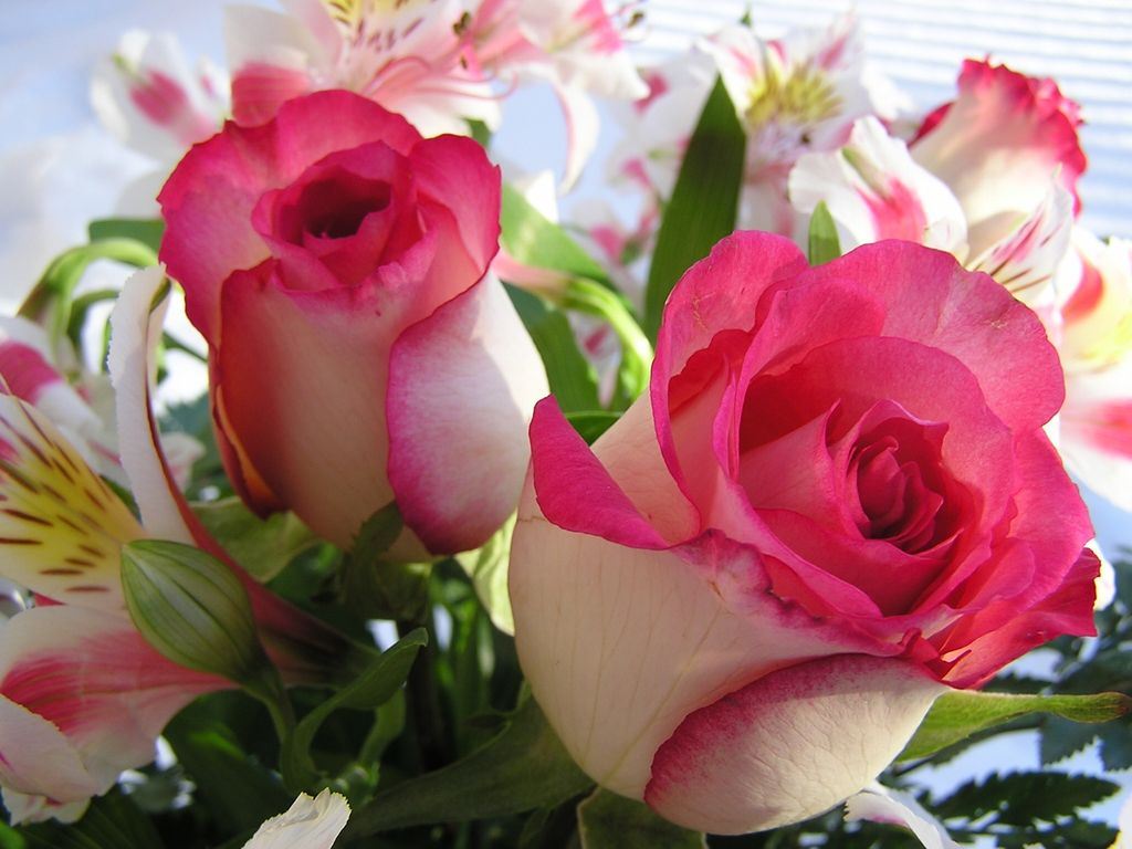 http://s4.picofile.com/file/7892141284/Beautiful_Flowers.jpg