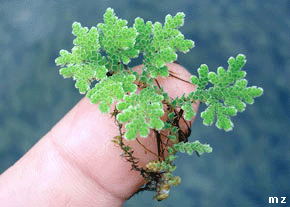 ساری,گاهنوشته های محمود زارع
