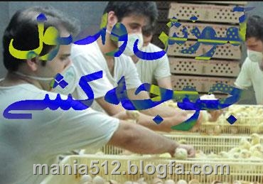 http://s4.picofile.com/file/7932512575/%D8%AC%D9%88%D8%AC%D9%87_%DA%A9%D8%B4%DB%8C1.jpg