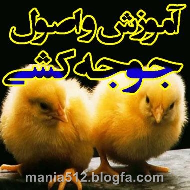 http://s4.picofile.com/file/7932512896/%D8%AC%D9%88%D8%AC%D9%87_%DA%A9%D8%B4%DB%8C2.jpg