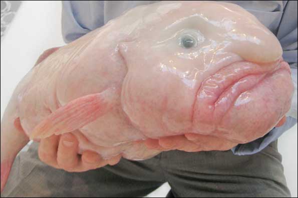 بلاب ماهی. زشت ترین حیوان دنیا