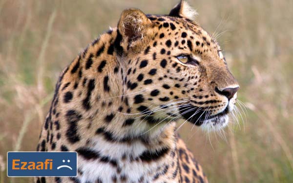 amur_leopards