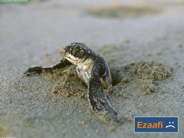 Leatherback_baby_hatchling