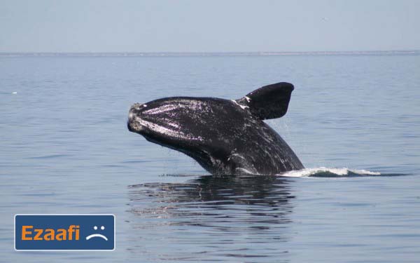northern_whale
