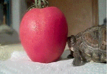 3Jokes_523.gif