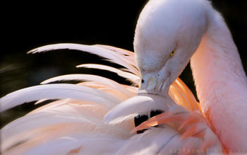 فلامینگو + عکس + پرنده + سفید + پرواز + bird + flamingo + hd