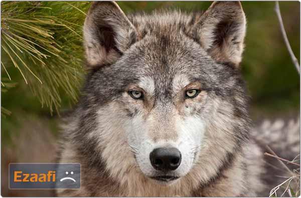 1_Wolf