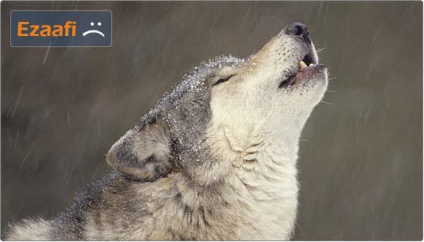 2_Wolf