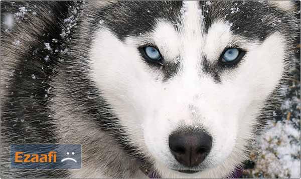3_Wolf