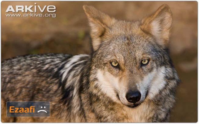 Mexican_wolf