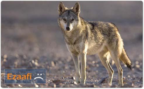 Iranian Wolf
