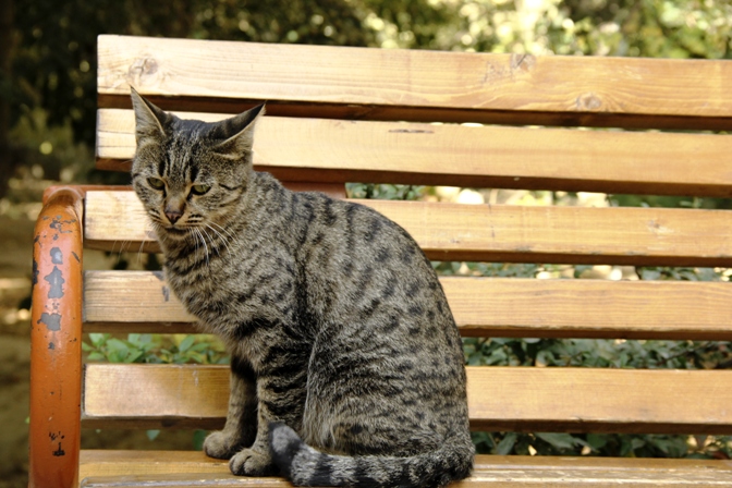 cat_on_the_bench.jpg