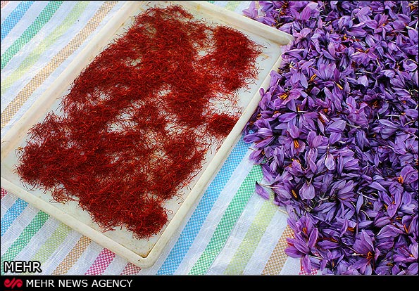 برداشت طلای سرخ کویر در خراسان برداشت طلای سرخ کویر در خراسان